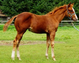 DSC00850klein